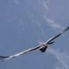 bird on flight under blue sky